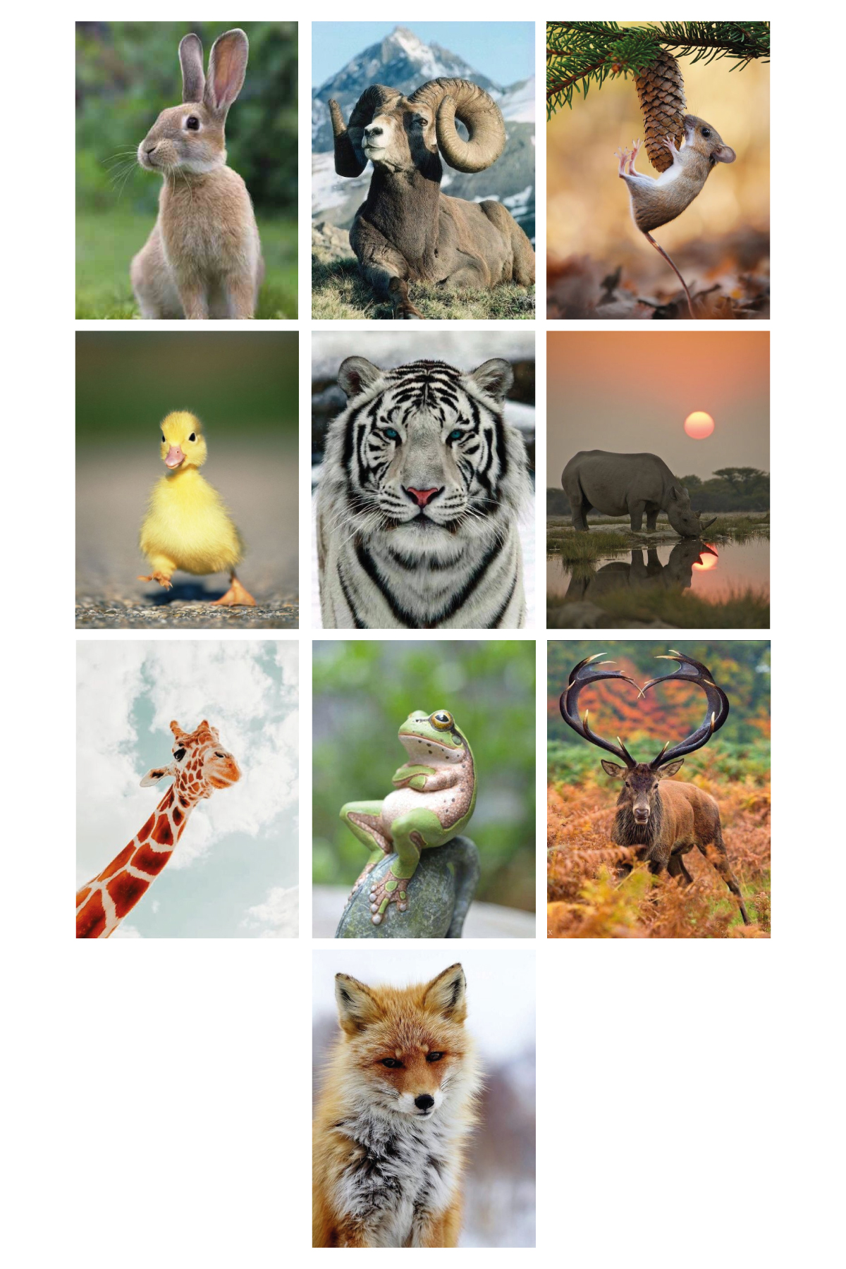 Wild Life 13,5 x 18 Cm 10'lu Ahşap Tablo Seti Wild Life 13,5 x 18 Cm 10'lu Ahşap Tablo Seti