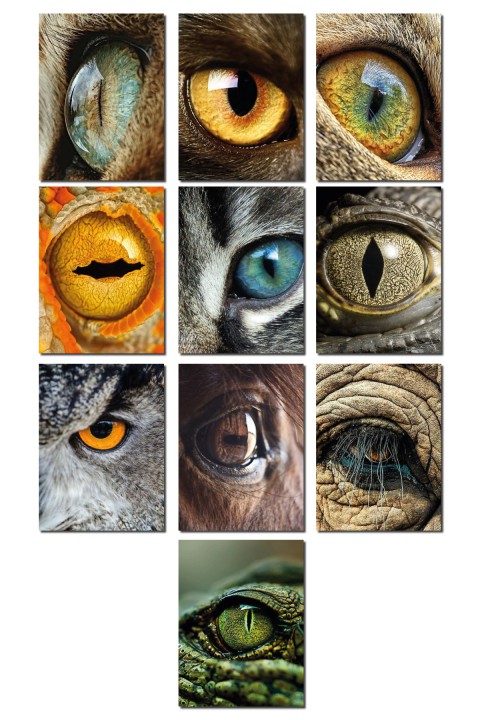 Eye of the Animals 13,5 x 18 Cm 10'lu Ahşap Tablo Seti